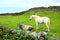 Aran island horses, Ireland