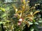 Aranda Bertha Braga , Orchid Hybrid