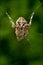 Araneus Angulatus in the web