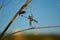 Araneus diadematus European garden spider, diadem spider, cross spider, crowned orb weaver with fly in web