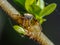 Araneus miniatus spider on branch