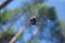 Araneus on a ragged web against a background of blue sky and green pines