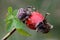 Araneus spider on the rosehips