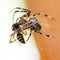 Araneus spider sucks wasp
