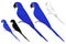 Arara azul bird in profile view