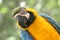 Arara brazilian bird