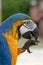 Arara brazilian bird