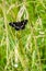 Araschnia levana Butterfly nature fauna