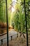 Arashiyama, the bamboo forest with the path.