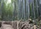 Arashiyama Bamboo forest in the summer