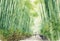 Arashiyama bamboo forest watercolor in kyoto japan