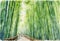 Arashiyama bamboo forest watercolor in kyoto japan