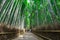 Arashiyama bamboo grove