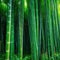 Arashiyama Bamboo Grove Kyoto