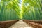 The Arashiyama Bamboo grove is in the morning at Kyoto, Japan.