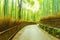 Arashiyama Bamboo Grove Morning Twisting Road H