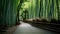 Arashiyama Bamboo Grove and shady road