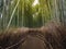 Arashiyama, beautiful bamboo grove