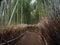 Arashiyama, beautiful bamboo grove