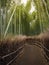 Arashiyama, beautiful bamboo grove