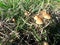Arasmius oreades native to North america europe mushroom