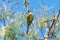 Aratinga bird clinging to a branch with some flowers.