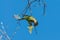 Aratinga bird clinging to a branch to eat some flowers.