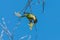 Aratinga bird clinging to a branch to eat some flowers.