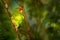 Aratinga finschi in the nature habitat, sitting on the tree branch in the tropic forest. Green bird with red cap