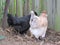 Araucana Chickens bred in Australia in residential area