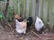 Araucana Chickens bred in Australia in residential area