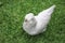 Araucana Chickens bred in Australia in residential area