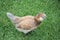 Araucana Chickens bred in Australia in residential area