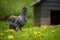 Araucana hen in a spring meadow