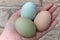 Araucana hens green and blue eggs