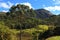 Araucaria angustifolia ( Brazilian pine), Brazil