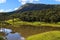 Araucaria angustifolia ( Brazilian pine) forest, Brazil