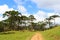 Araucaria angustifolia ( Brazilian pine) forest, Brazil