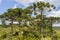 Araucaria angustifolia forest at Itaimbezinho Canyon