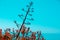 Araucaria araucana against blue sky
