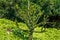 Araucaria araucana or Chilean pine - evergreen conifer tree