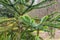 Araucaria araucana molina K. Koch - Monkey puzzle tree, Chilean pine. Endangered plant in red book