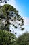 Araucaria Araucana tree in the garden