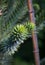Araucaria araucana tree mostly called the monkey puzzle tree, monkey tail tree, has a bautiful shape