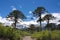 Araucaria araucana trees in the ConguillÃ­o National Park in Chile