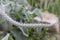 Araucaria big needle tree , chille`s araucaria in Holland. cactus with big needles