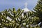 Araucaria and church in Fort Bulnes, Chile