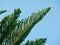 Araucaria columnaris, Cook Pine Tree Green Leaves Against Blue Sky