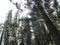 Araucaria columnaris or New Caledonia pine tree, close up in forest