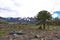 Araucaria in ConguillÃ­o National Park in Chile